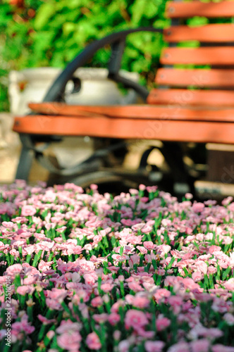 Decorative garden carnation on the background of a wooden bench in the Park.