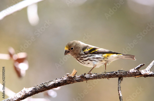 Mountain Serin or Indonesian Serin (Chrysocorythus estherae)