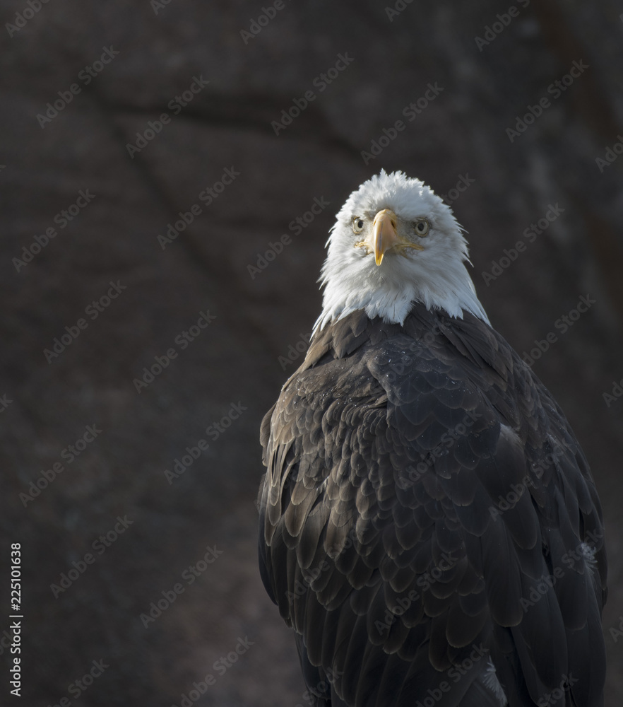 Obraz premium Eagle Portrait