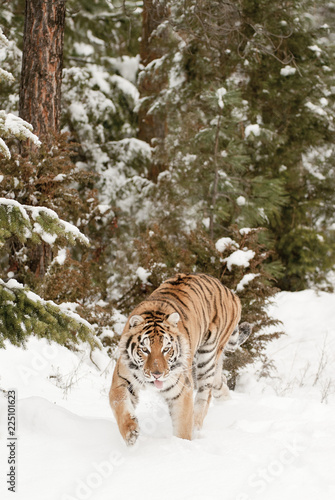 Tiger in Winter Forest