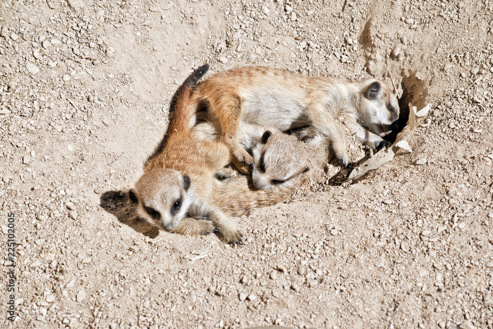Obraz premium kit meerkat babies