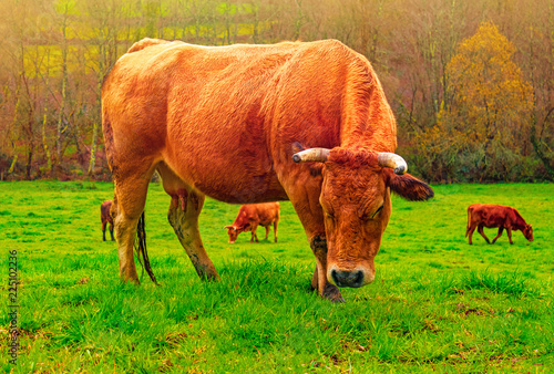 Red cow grazing on green grass meadow photo