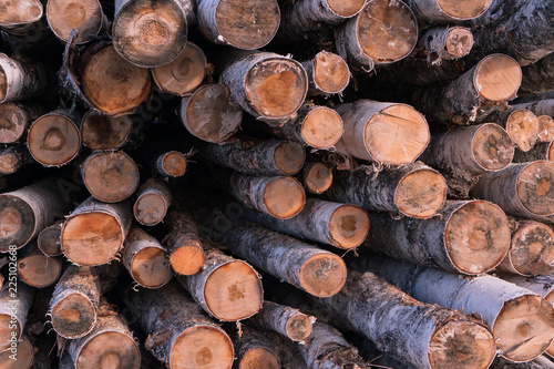 firewood from birch