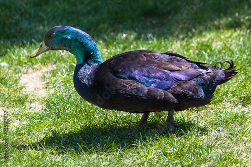 Cayuga Duck in Grass
