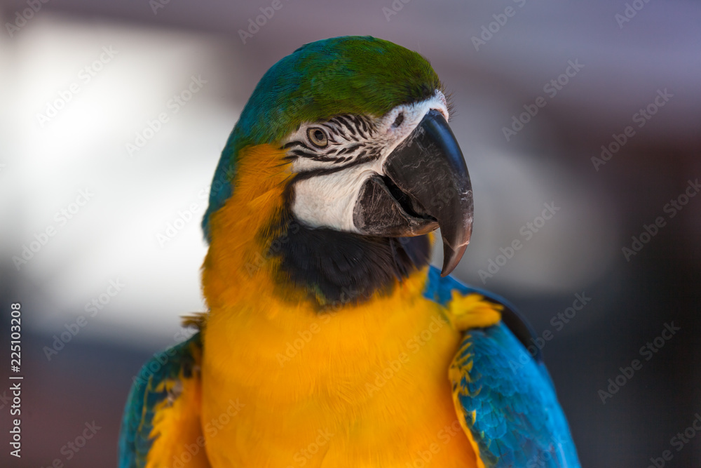 Blue and Gold Macaw