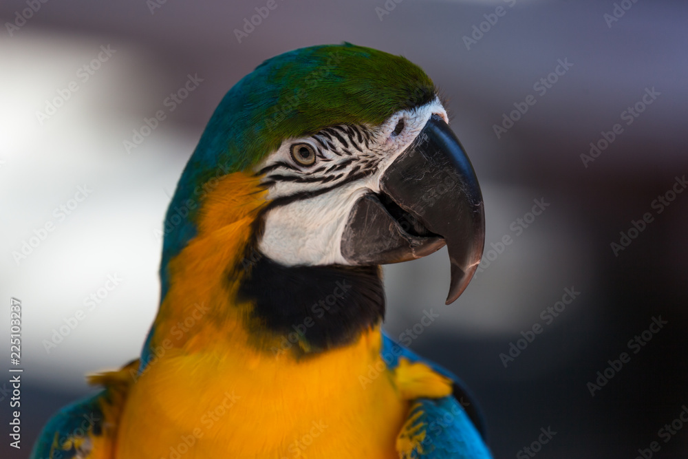 Blue and Gold Macaw