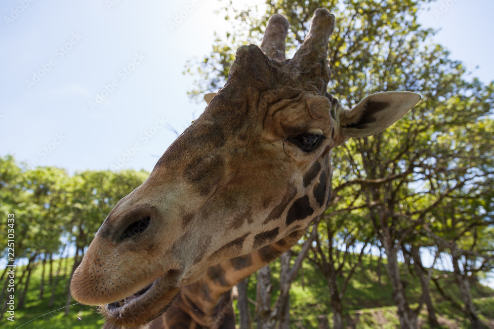 Naklejka premium Giraffe Eating a Snack