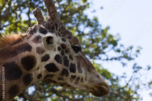 Profile of a Giraffe