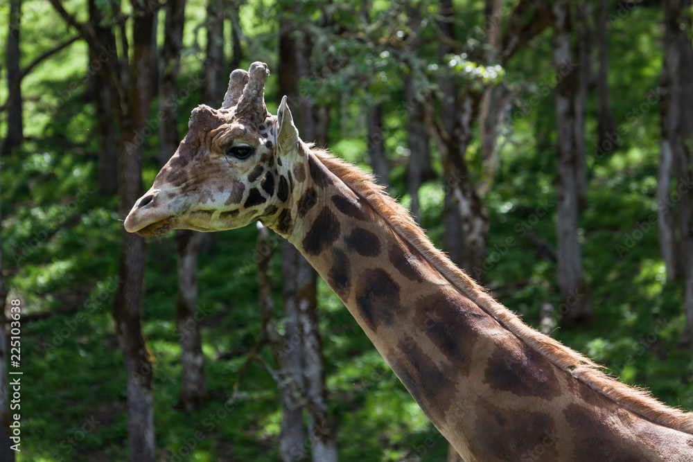 Giraffe in the Sunshine Giraffe in the Sunshine