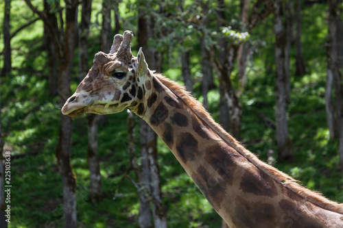 Giraffe in the Sunshine