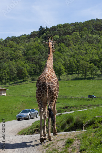 Giraffe in a Safari Tour