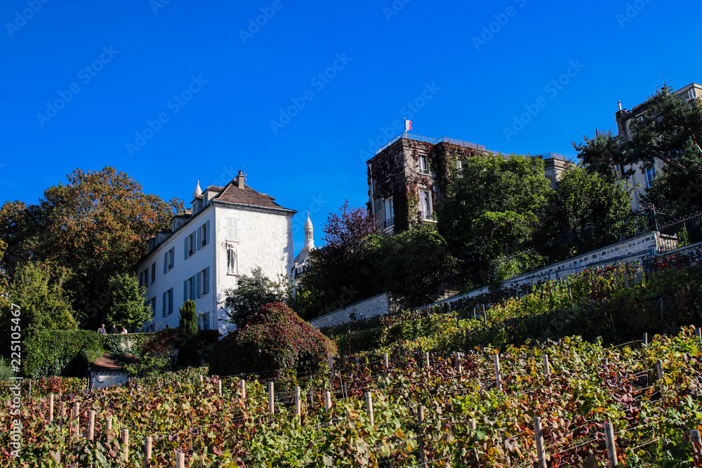Vineyard of Montmartre in Paris with Sacre coeur view and french flag