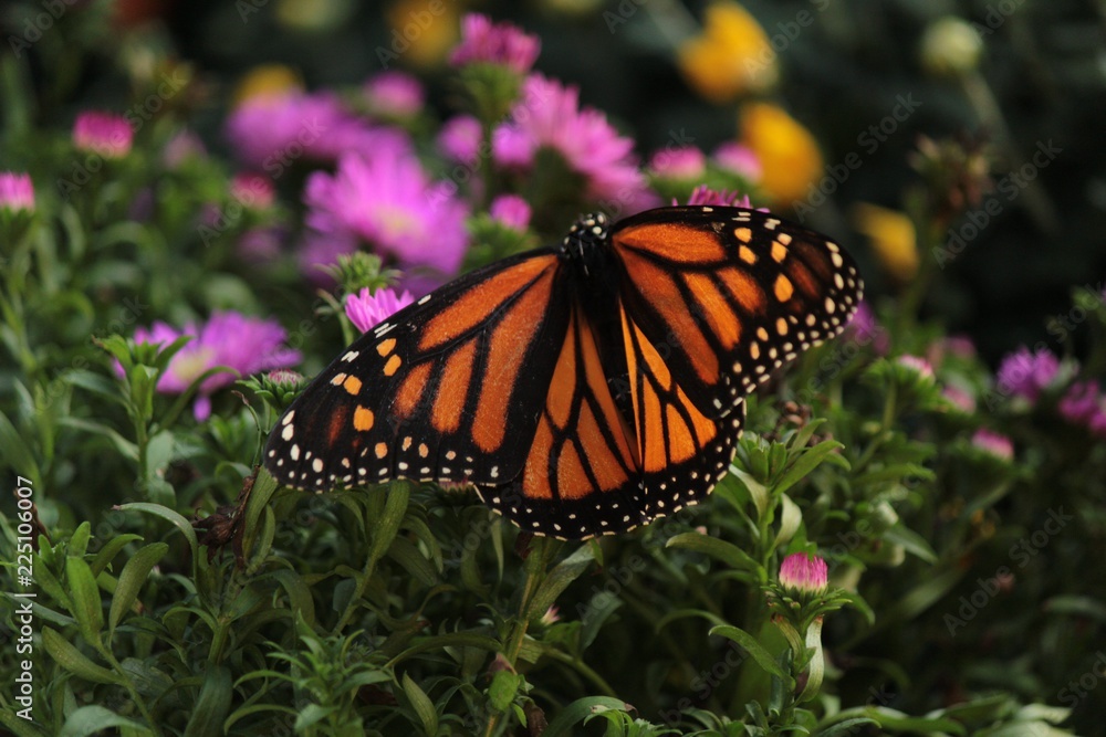 Fototapeta premium Butterflies in the fall