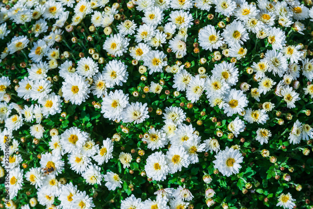 Floral background with white chamomile. Medicinal plant. Flower background. Floral background with white chamomile. Medicinal plant. Flower background.