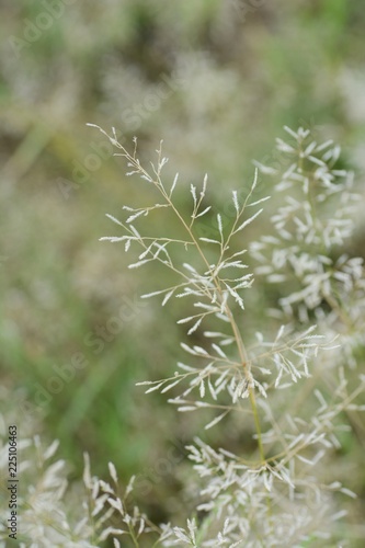 Eragrostis minor