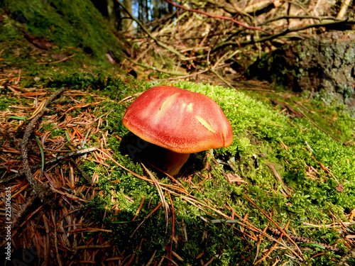 different species of mushroom scotland