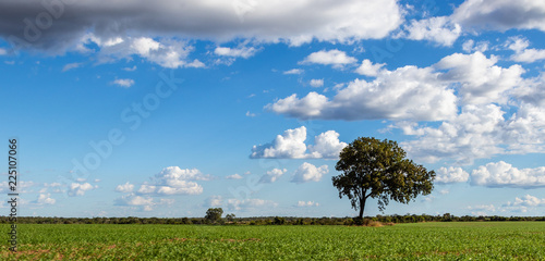 A paisagem do campo