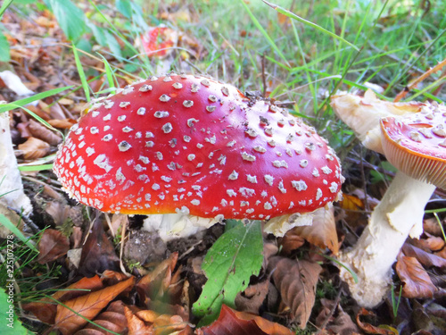 different species of mushroom scotland