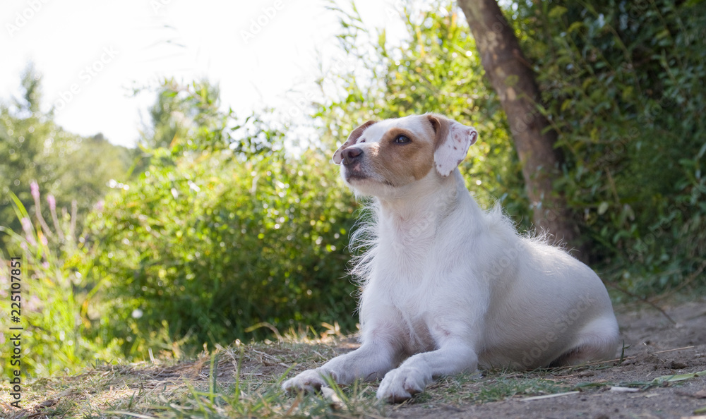 Chienne Chienne