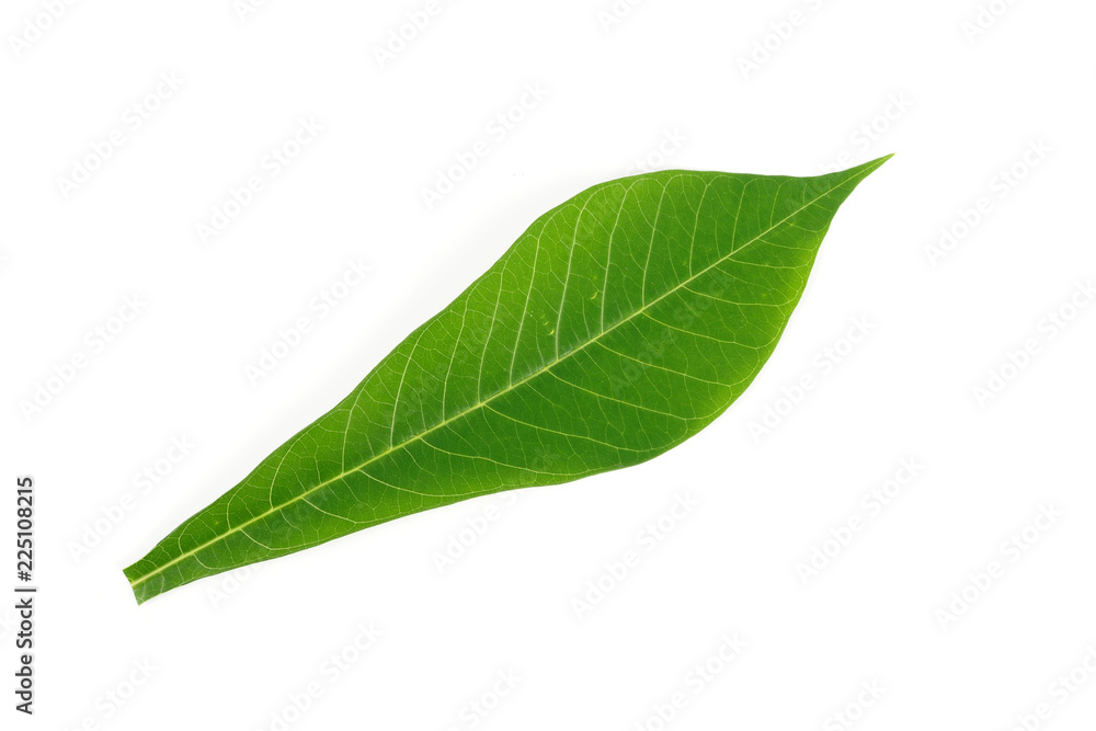 Obraz premium Cassava green leaf nature on white background