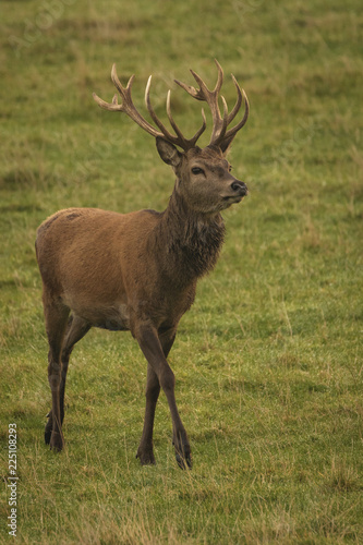 Stag red deer in field in Scotland