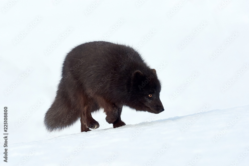 Beautiful blue arctic fox (Alopex lagopus) in the snow. Beautiful blue arctic fox (Alopex lagopus) in the snow.
