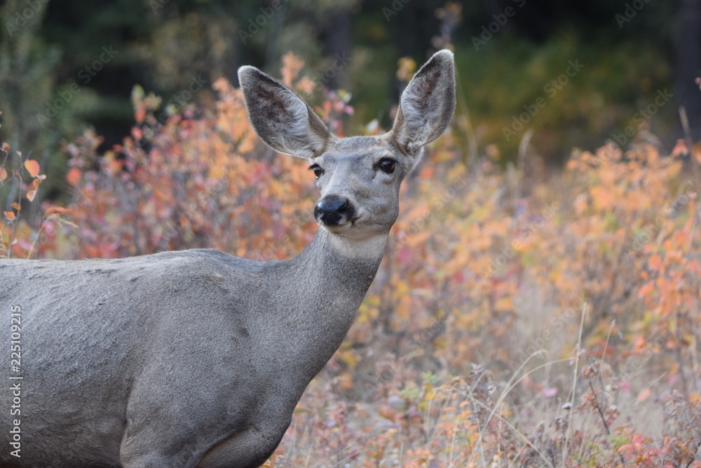 Mule Deer 