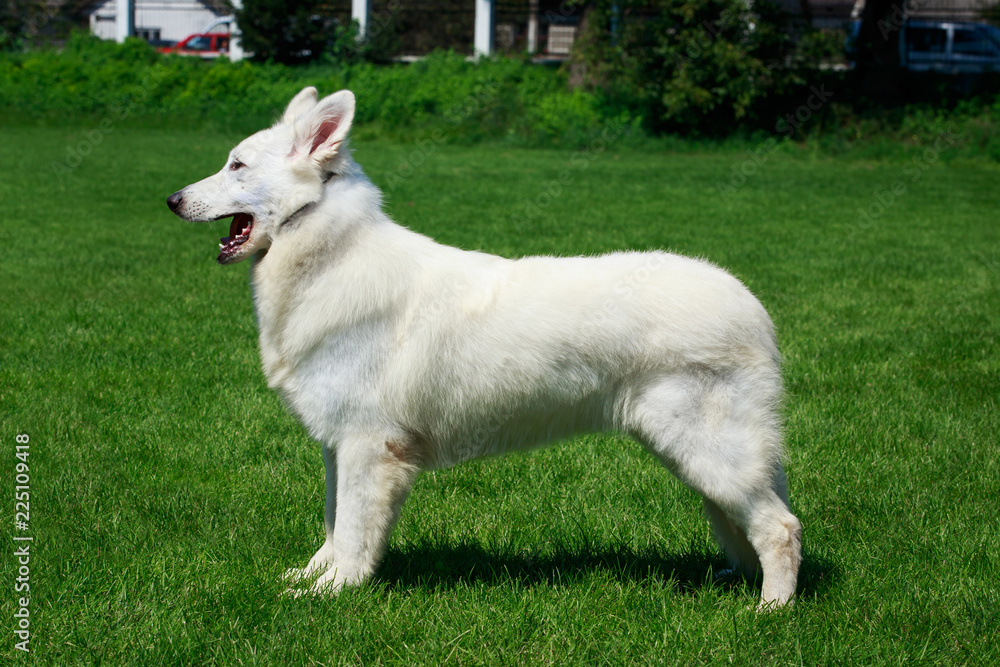 White swiss shepherd dog White swiss shepherd dog