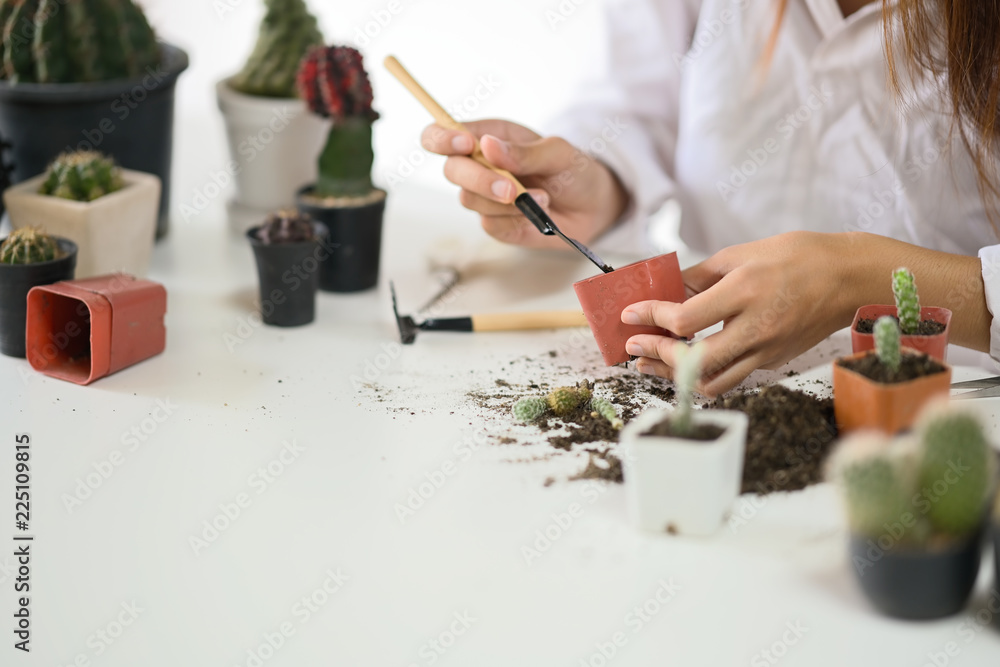 Woman gardener planting cactus plant in a pot on white wood table. Woman gardener planting cactus plant in a pot on white wood table.