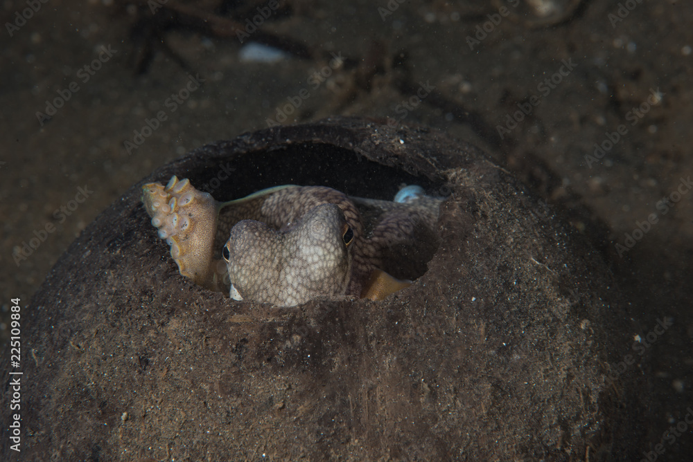 Obraz premium Coconut Octopus Amphioctopus marginatus