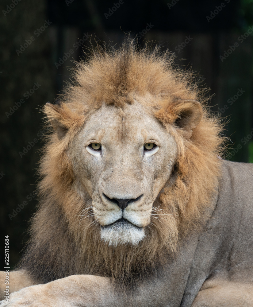 male lion head