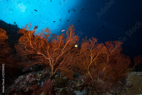 Seafan Underwater Landscape Indonesia Tropical Coral Reef