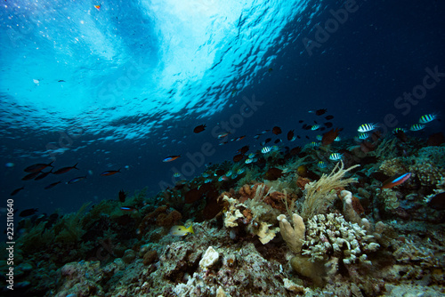 Fototapeta Naklejka Na Ścianę i Meble -  Tropical Coral Reef Underwater Landscape