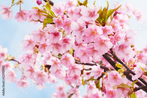 桜 © k--k