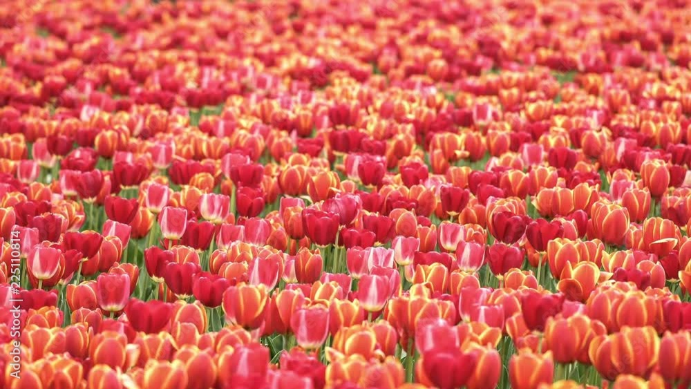 Blooming Tulips Flowers Background.(3 clip:Zoom in,Panning Shot,Blur to clarity) Blooming Tulips Flowers Background.(3 clip:Zoom in,Panning Shot,Blur to clarity)