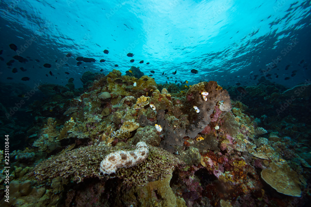 Obraz premium Tropical Coral Reef Underwater Landscape