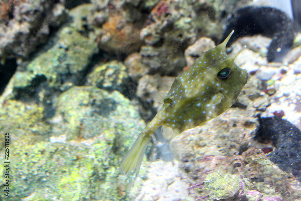 Longhorn cowfish (Lactoria cornuta) Longhorn cowfish (Lactoria cornuta)