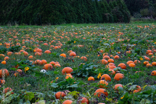 Pumpkins in a Wagon and Pumpkin Patch Closeups