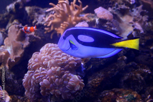 Cuadro en lienzo Fish : Blue tang, regal tang, palette surgeonfish, royal blue tang (Paracanthuru