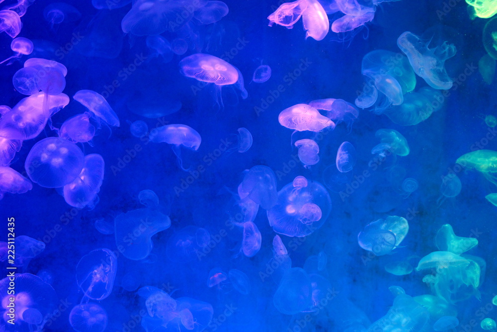 Moon Jellyfish (Aurelia aurita) : Many Moon Jellyfish in the aquarium Moon Jellyfish (Aurelia aurita) : Many Moon Jellyfish in the aquarium
