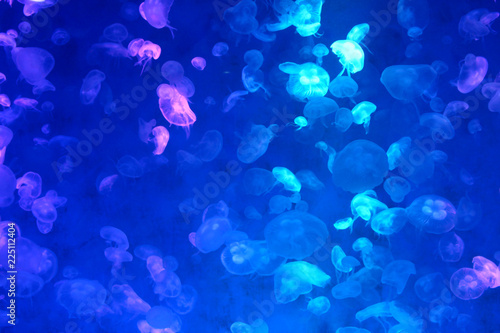 Moon Jellyfish (Aurelia aurita) : Many Moon Jellyfish in the aquarium