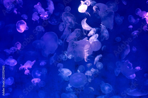 Moon Jellyfish (Aurelia aurita) : Many Moon Jellyfish in the aquarium © THAIFINN