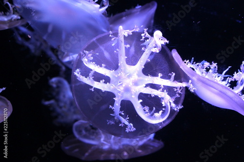 Upside-down jellyfish (Cassiopea andromeda) photo