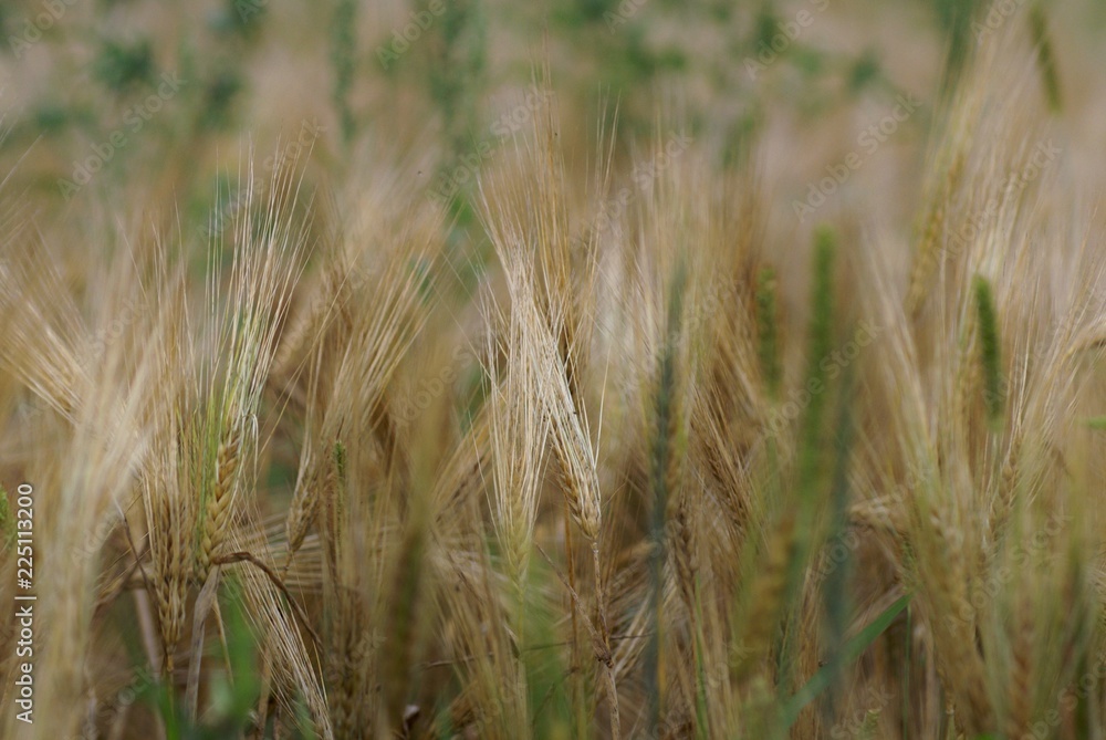 Fototapeta premium SONY DSC