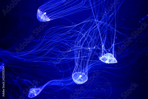 Aequorea (Aequorea victoria)