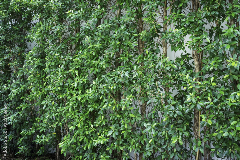 Wall of green trees on white house