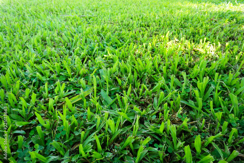 Green Malaysia grass. Photography on horizontal dimension and show texture from a field. It best for Background.