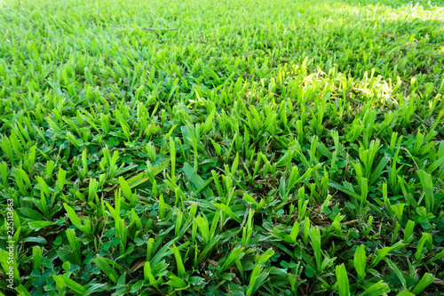 Green Malaysia grass. Photography on horizontal dimension and show texture from a field. It best for Background.