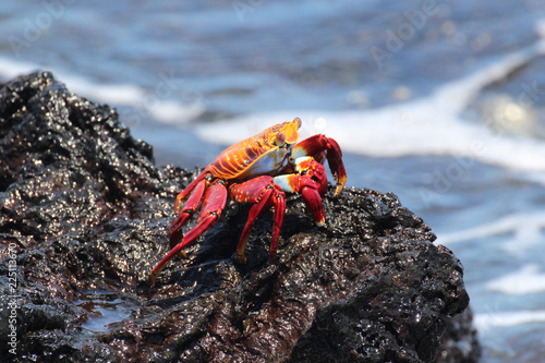 Sally Lightfoot Crab