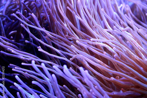 Heteractis Magnifica  Marine biology  Sea anemone in the aquarium